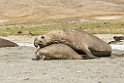Elephant seal.20081113_3942